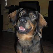 Blanding af racer Raja