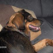 Blanding af racer Raja