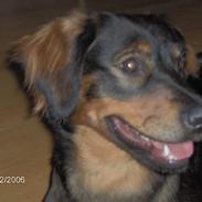 Blanding af racer Raja