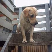 Labrador retriever Balou (RIP)