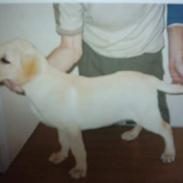 Labrador retriever Balou (RIP)