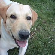 Labrador retriever Balou (RIP)