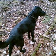 Labrador retriever Basse