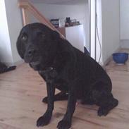 Labrador retriever Basse