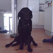 Labrador retriever Basse
