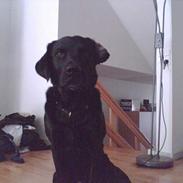 Labrador retriever Basse