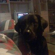 Labrador retriever Basse