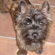 Cairn terrier Kennel Heros Knoch out