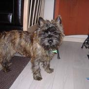 Cairn terrier Kennel Heros Knoch out