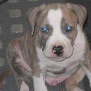 Amerikansk staffordshire terrier Kenzo