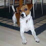 Dansk svensk gaardhund Freja