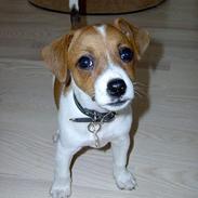 Dansk svensk gaardhund Freja