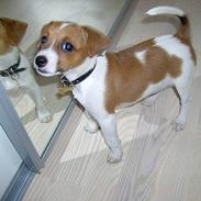 Dansk svensk gaardhund Freja