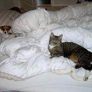 Dansk svensk gaardhund Freja