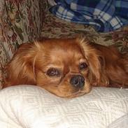 Cavalier king charles spaniel Silvas