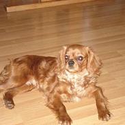 Cavalier king charles spaniel Silvas