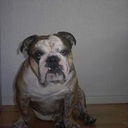 Engelsk bulldog Mojo * R.I.P. * :´(