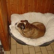 Engelsk bulldog Mojo * R.I.P. * :´(