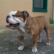 Engelsk bulldog Mojo  * R.I.P. * :´( 