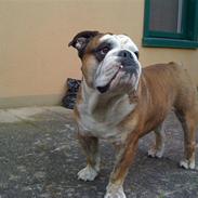 Engelsk bulldog Mojo  * R.I.P. * :´( 