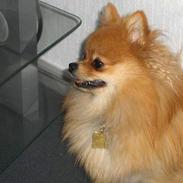 Pomeranian ** Chika **