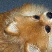 Pomeranian ** Chika **