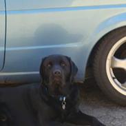 Labrador retriever Piratos