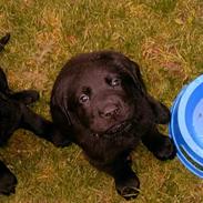 Labrador retriever Piratos