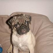 Mops Anton