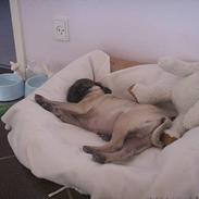 Mops Anton
