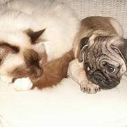 Mops Anton