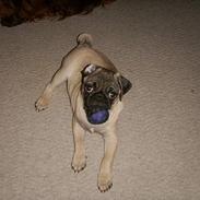 Mops Anton