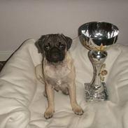 Mops Anton