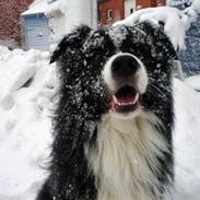 Border collie Crazy