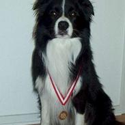 Border collie Crazy