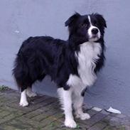 Border collie Crazy
