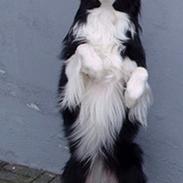 Border collie Crazy