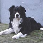 Border collie Crazy
