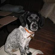 Blanding af racer Rikke