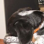 Blanding af racer Rikke