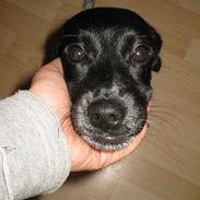 Blanding af racer Rikke