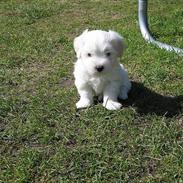 Coton de tulear Disco