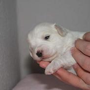 Coton de tulear Disco
