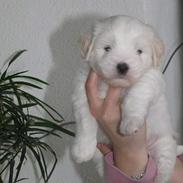 Coton de tulear Disco