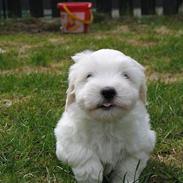 Coton de tulear Disco