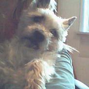 Cairn terrier Mads