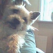 Cairn terrier Mads