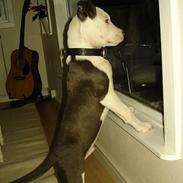 Amerikansk staffordshire terrier Armani