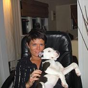 Amerikansk staffordshire terrier Armani