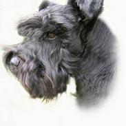 Dvaergschnauzer Laban